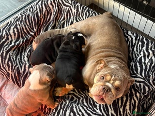 English Bulldog dogs English bulldog puppies - Advert 5