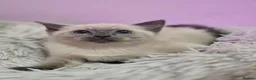 Ragdoll cats for sale: Ragdoll x Burmese - Advert 3