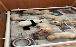 Golden Retriever dogs for sale: Golden Retriever pups - Image 6