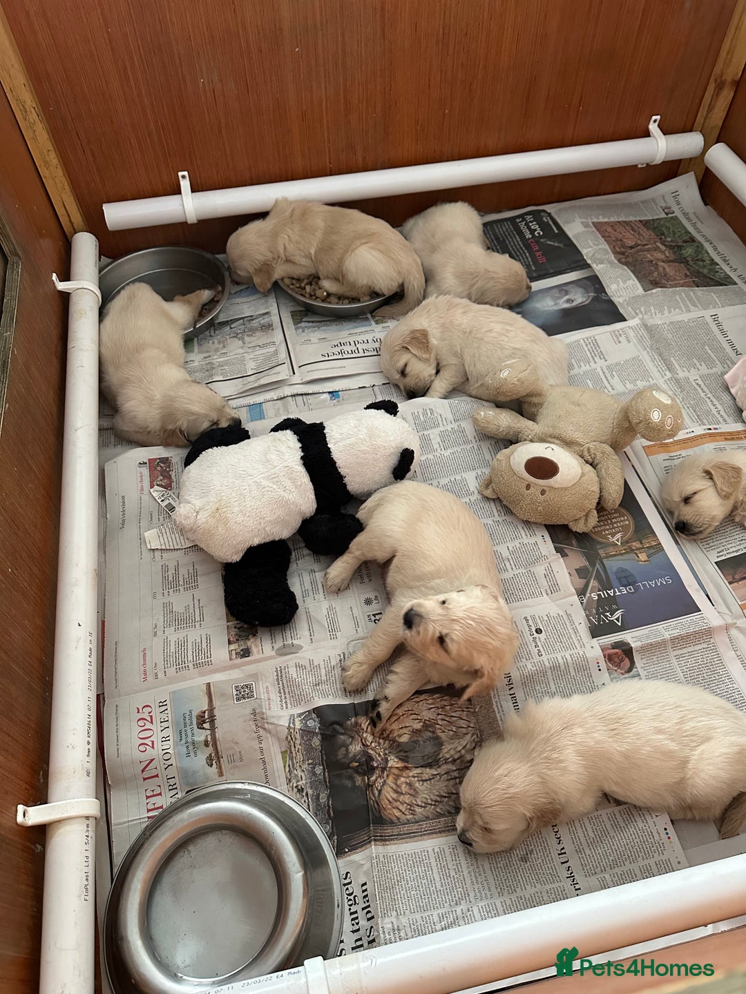 Golden Retriever dogs for sale: Golden Retriever pups - Image 6
