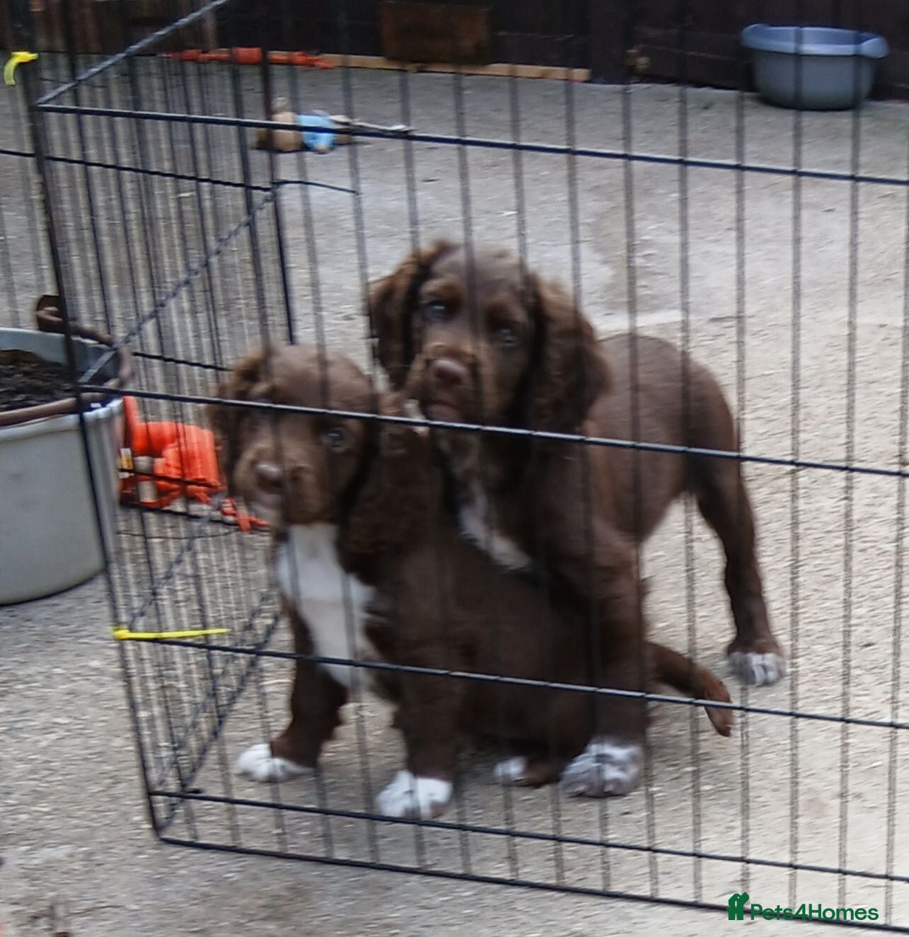 Cocker Spaniel dogs Cocker spaniels puppies  - Advert 5
