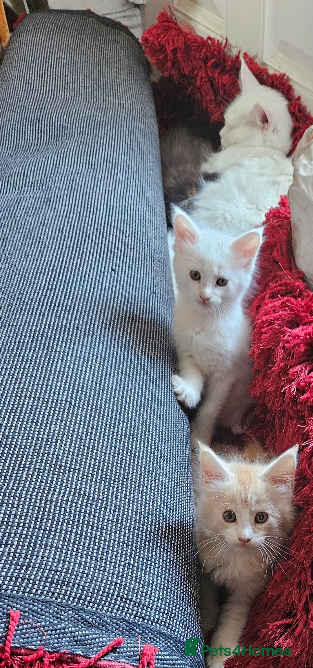 Maine Coon cats for sale: Pure Maine coons fully vaccinated and chipped  - Image 29