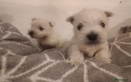 West Highland Terrier dogs for sale: Gorgeous KC registered Westie pups - Image 10