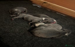 Staffordshire Bull Terrier dogs for sale: KC Blue and White Staffys - Image 6