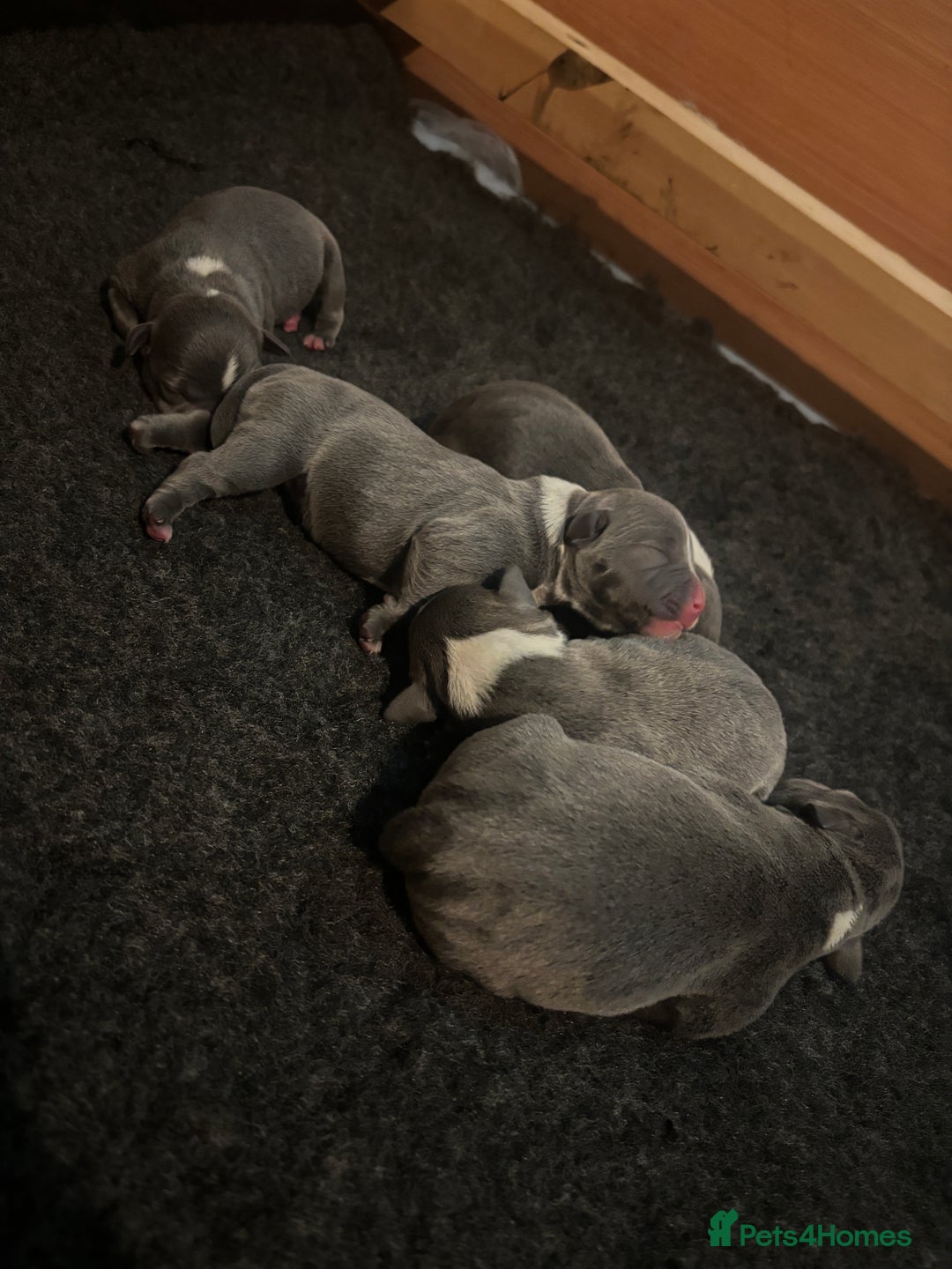 Staffordshire Bull Terrier dogs for sale: KC Blue and White Staffys - Image 6
