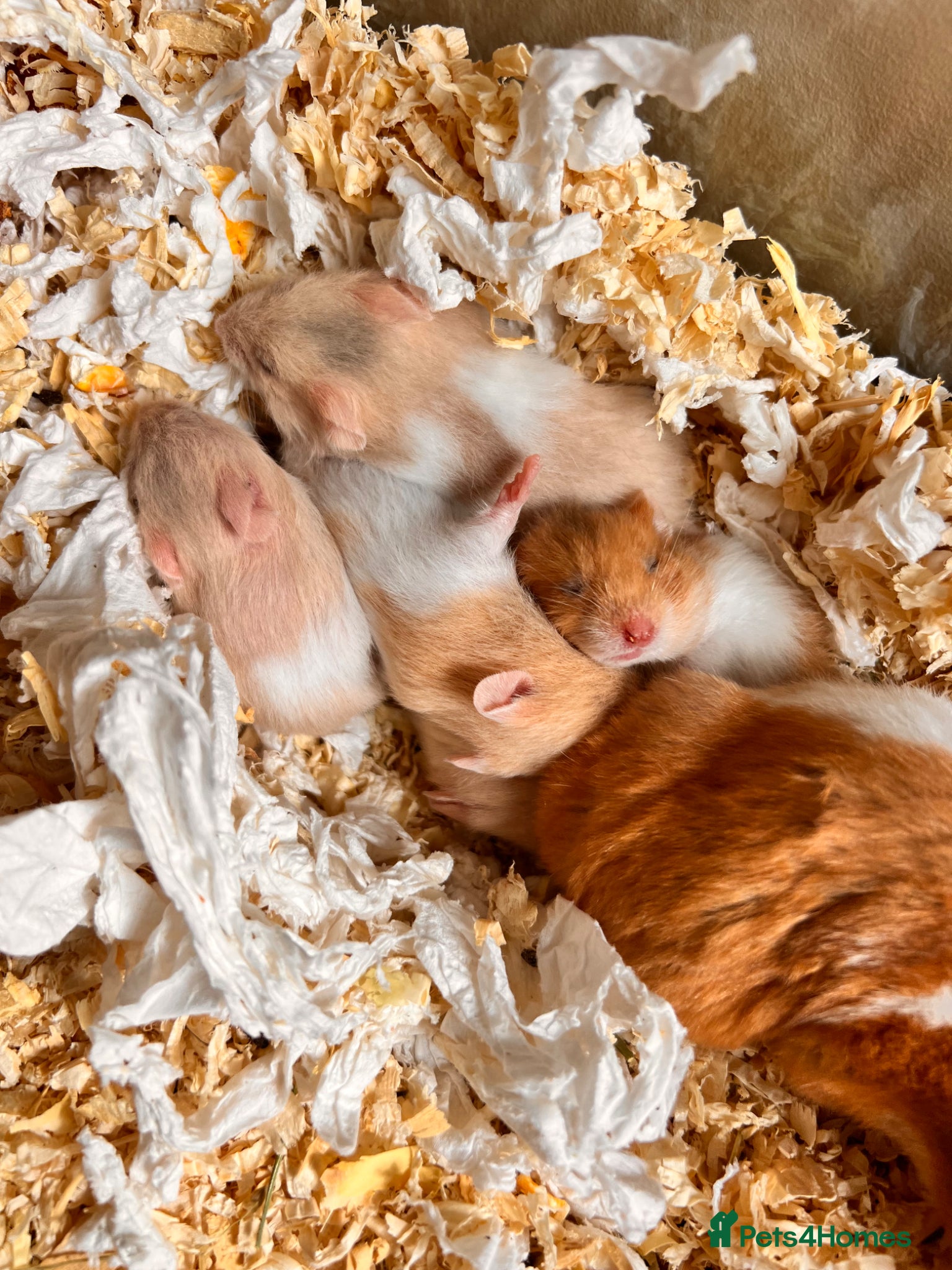 Hamster rodents Baby syrian hamsters  - Advert 12