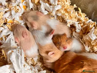 Hamster rodents Baby syrian hamsters - Advert 10