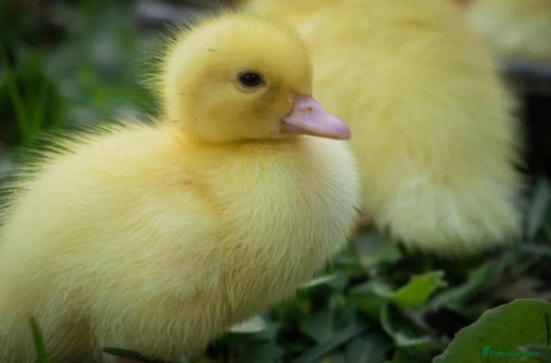 Ducks poultry for sale: Ducklings for sale females 🐥  - Advert 3