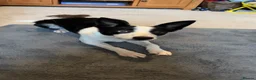 Border Collie dogs for sale: Bluey (Border Collie) in Blackpool - Advert 6