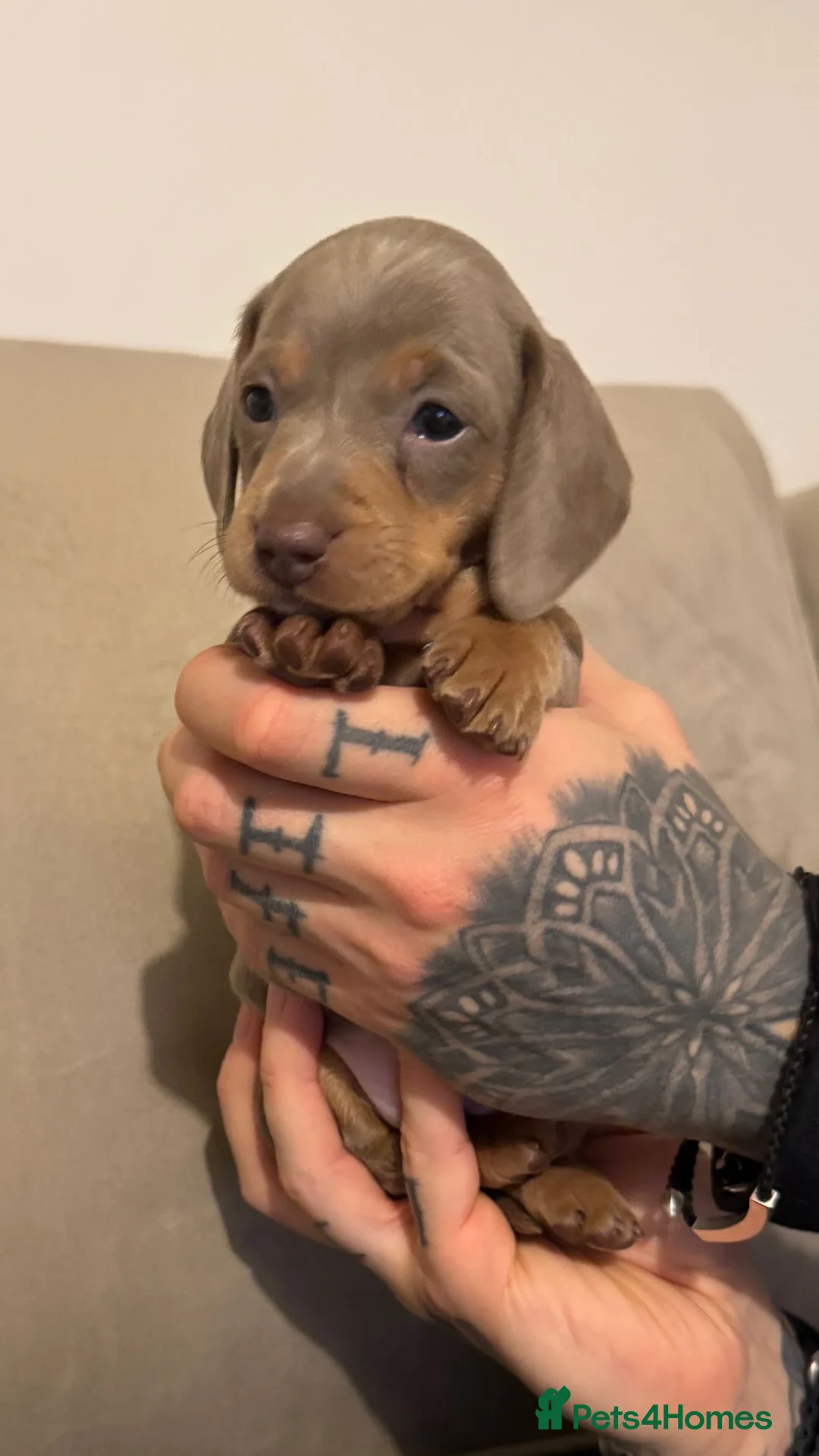 Miniature Dachshund dogs for sale: 2 beautiful Isabella and tan mini dachshunds  - Advert 4