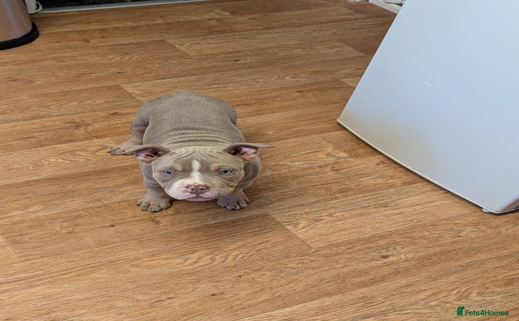 American Bully dogs - Advert 1