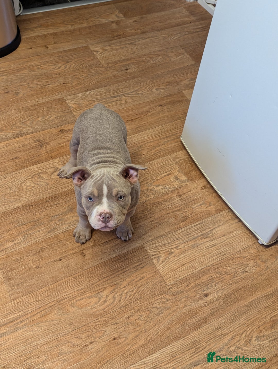 American Bully dogs for sale: Absolutely stunning pocket bully male  - Image 1