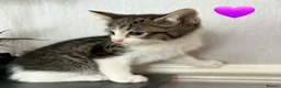Mixed Breed cats for sale: Tabby Kittens 😸  - Advert 3