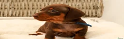 Miniature Dachshund dogs for sale: KC HEALTH TESTED MINIATURE DACHSHUNDS- LICENSED  - Advert 7
