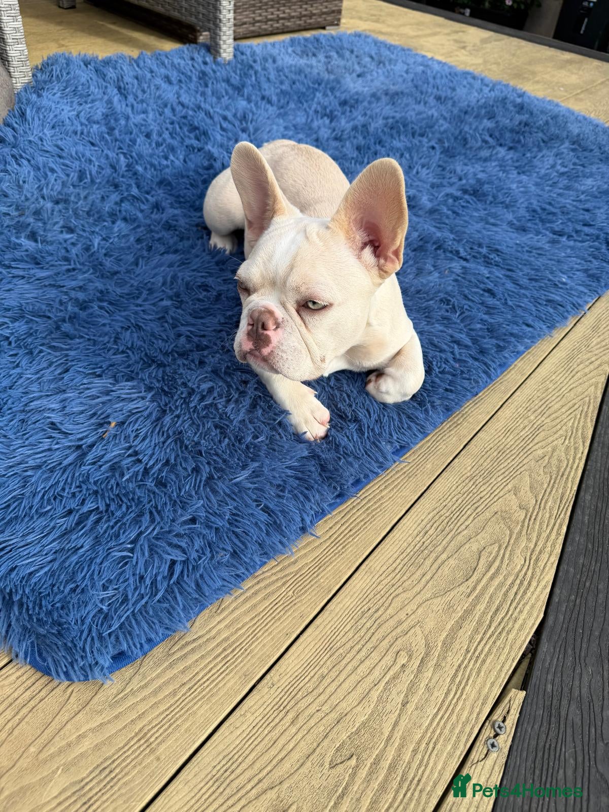 French Bulldog dogs Beautiful New Shade Isabella French Bulldog Puppy - Advert 1