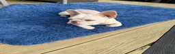 French Bulldog dogs for sale: Beautiful New Shade Isabella French Bulldog Puppy - Advert 1