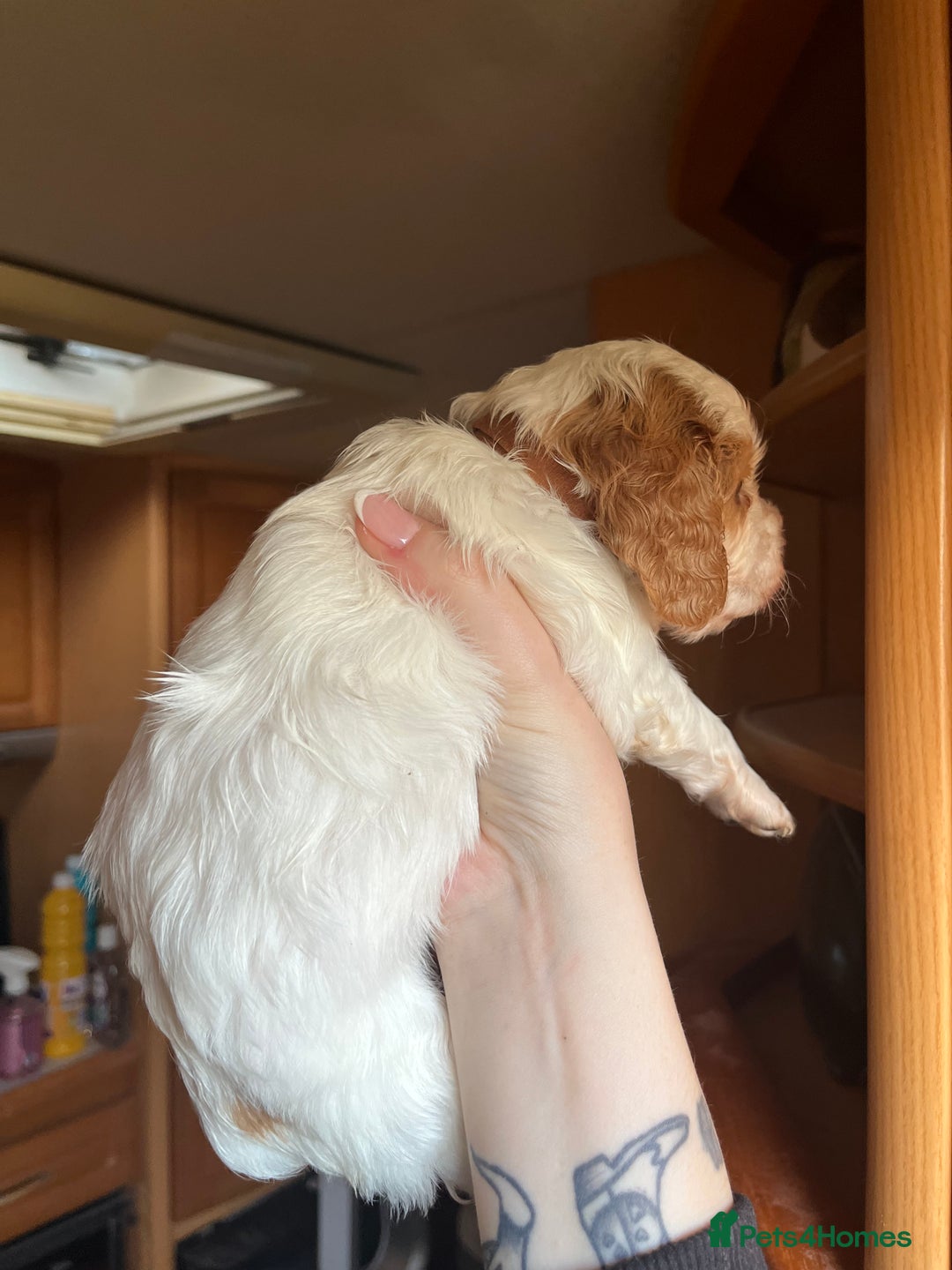 Cavapoo dogs for sale: *READY TO GO* beautiful cavapoo boy - Advert 3