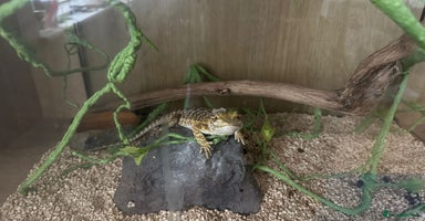 Bearded Dragon reptiles - Advert 4