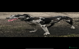 Mixed Breed dogs for sale: Suluki collie bull greyhound  - Image 1