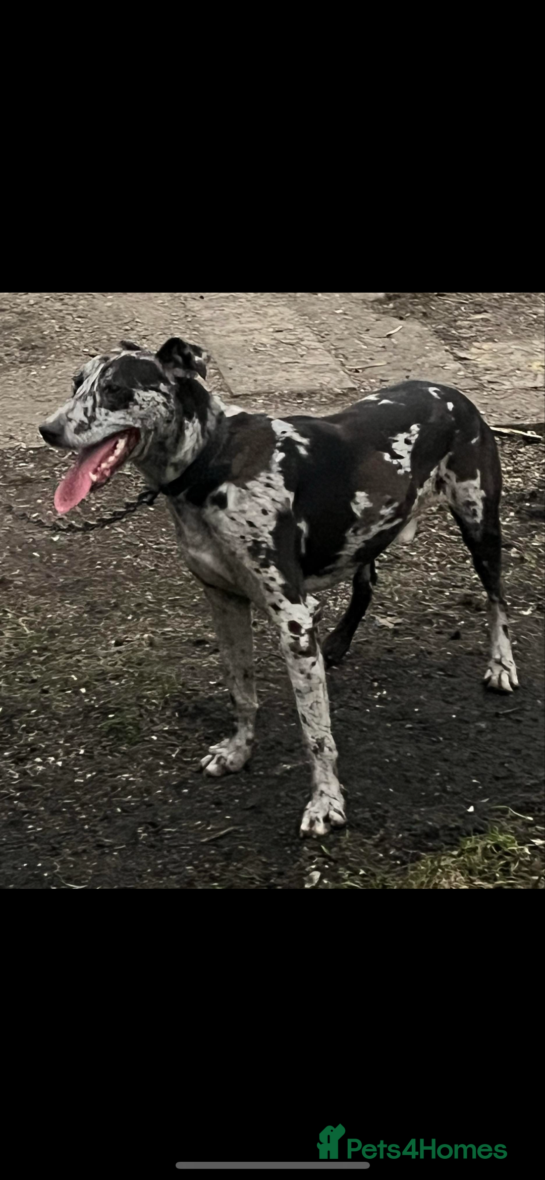 Mixed Breed dogs for sale: Suluki collie bull greyhound  - Image 1