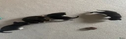 Domestic Shorthair cats for sale: 3 Black/Grey/Tabby Kittens - Advert 12
