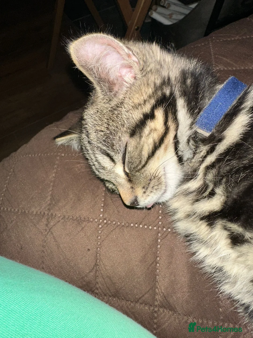 Mixed Breed cats for sale: Taby cat gor FREE  - Advert 6