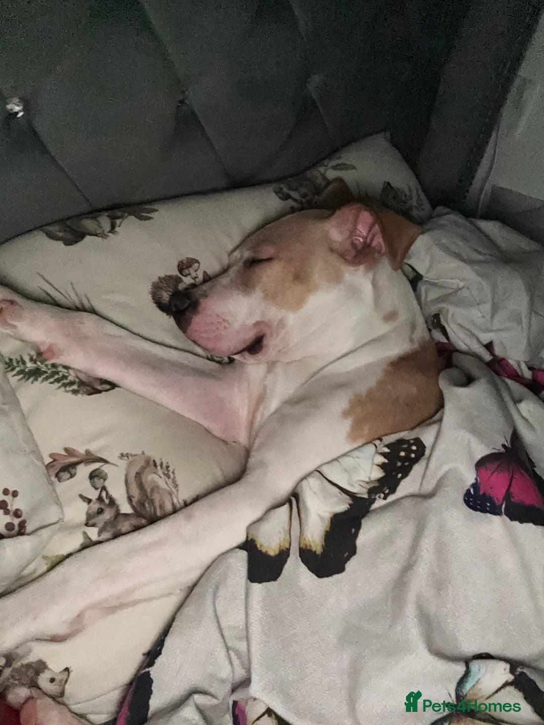 Mixed Breed dogs for sale: For sale American bulldog X staffy - Advert 4