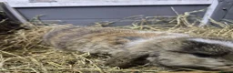 Mini Lop rabbits for sale: 8 week old mini lop rabbits for new home  - Advert 7