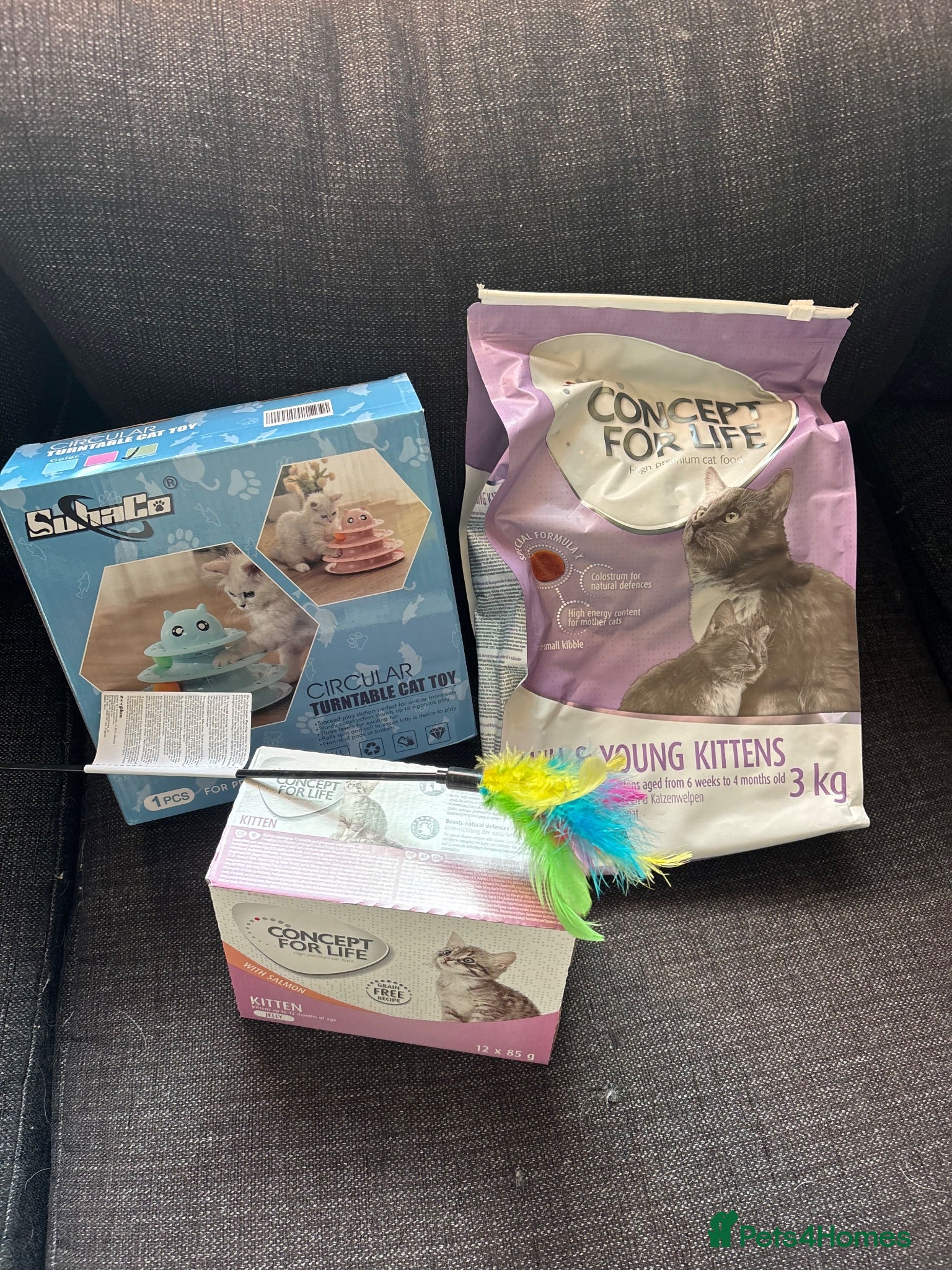 Ragdoll cats Stunning Female Ragdoll Kittens – Born 1st July 🐾 - Advert 2