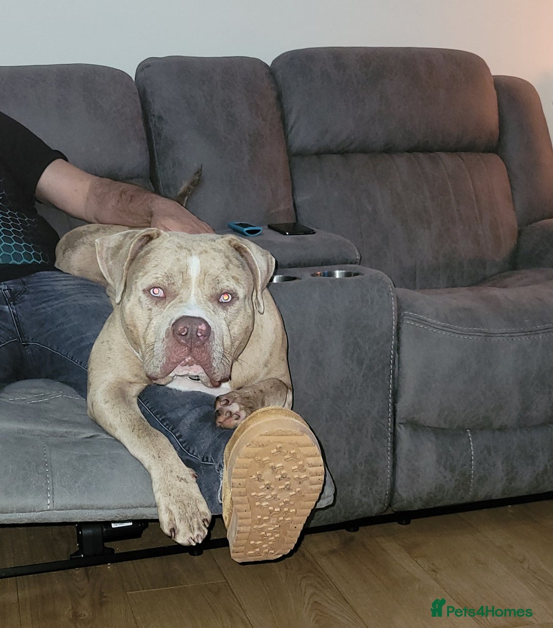 Mixed Breed dogs for sale: Looking for a new home - Image 4