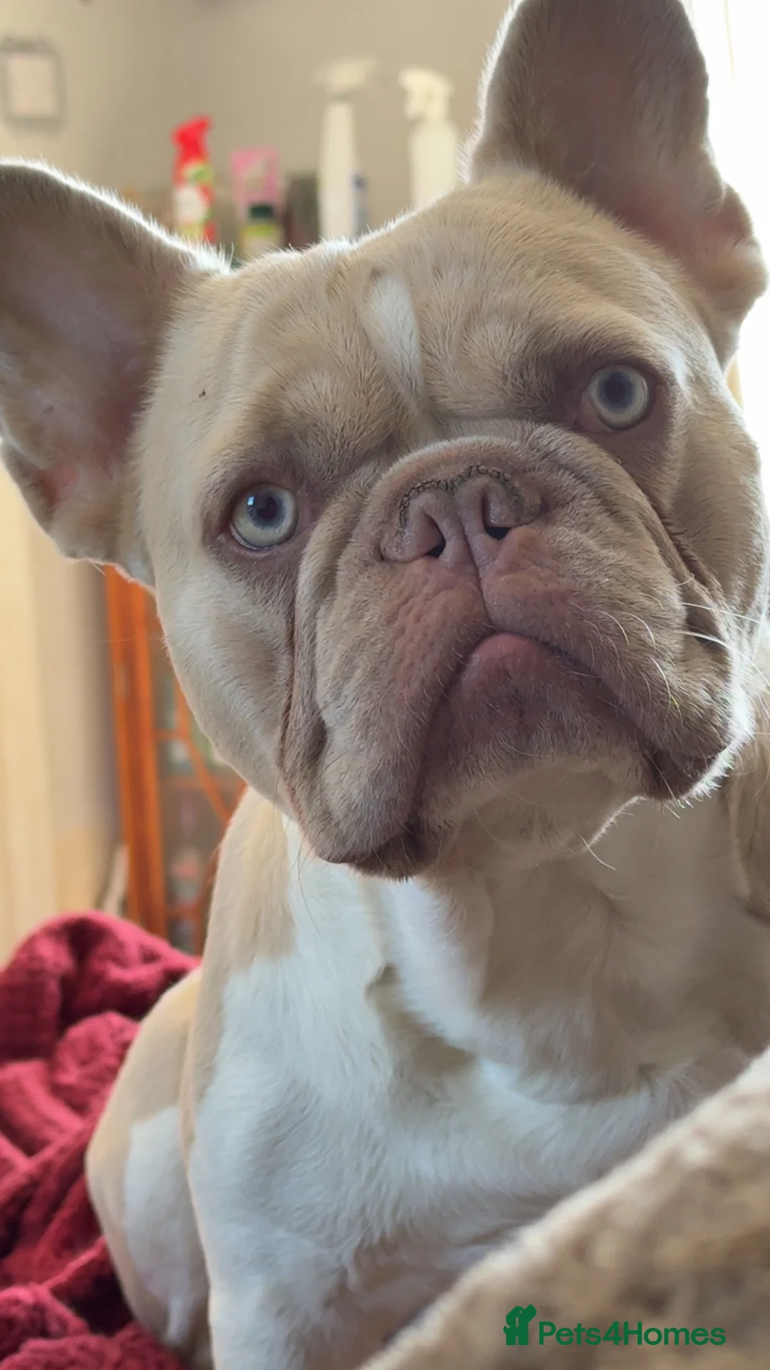 French Bulldog dogs for stud: New Isabella Shade Frenchie Proven Stud in Leeds - Advert 1