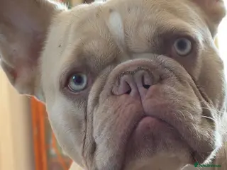 French Bulldog dogs New Isabella Shade Frenchie Proven Stud in Leeds - Advert 1