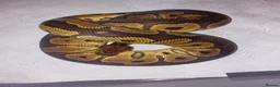 Mixed Breed reptiles for sale: Various royals and other snakes - Advert 3