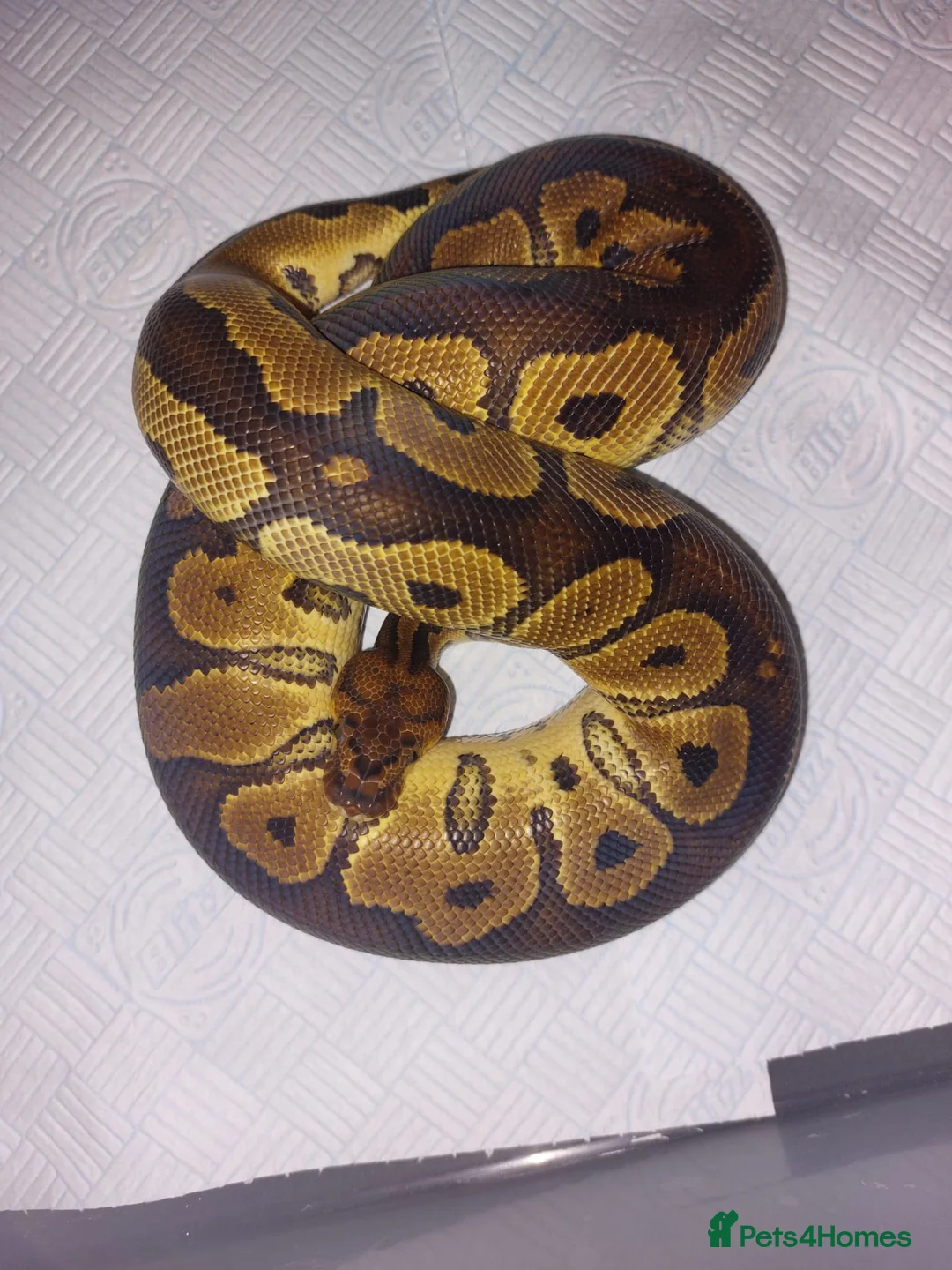 Mixed Breed reptiles for sale: Various royals and other snakes - Advert 2