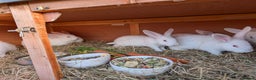 New Zealand rabbits for sale: New Zealand White kits pure - Advert 2