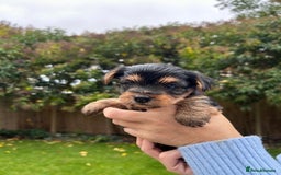 Yorkshire Terrier dogs for sale: Pedigree Healthy toy Yorkshire Terrier pups  - Image 11