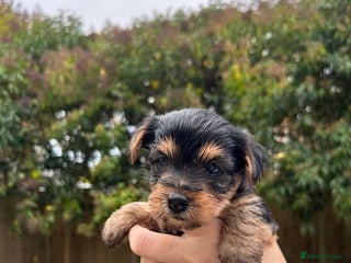 Yorkshire Terrier dogs - Advert 12