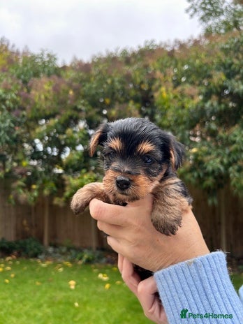 Yorkshire Terrier dogs - Advert 12