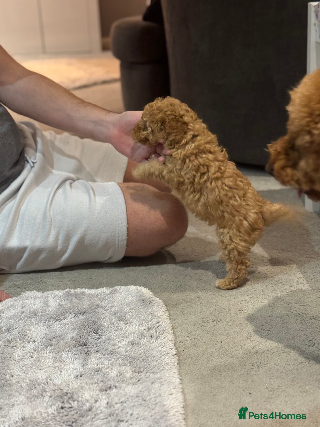 Toy Poodle dogs for sale: Toy Poodle  - Advert 3
