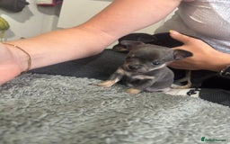 Chihuahua dogs for sale: Tiny cute chihuahua puppies  - Image 10