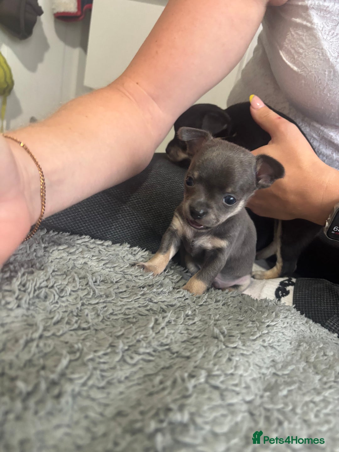 Chihuahua dogs for sale: Tiny cute chihuahua puppies  - Image 10