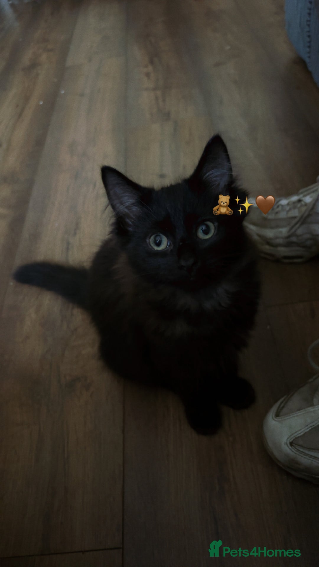 Mixed Breed cats for sale: Ragdoll mixed  - Image 3