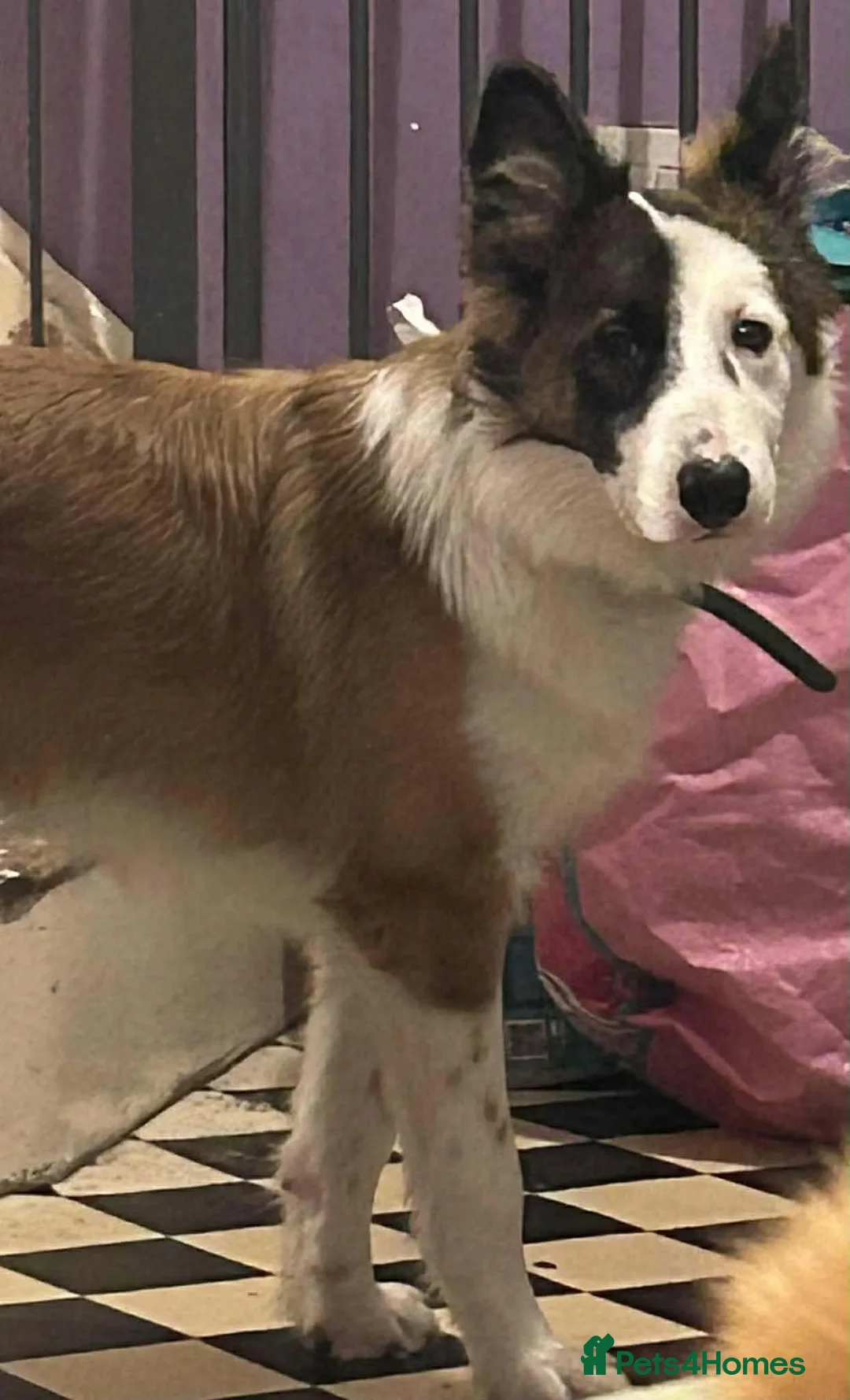 Border Collie dogs for adoption: Inky  - Advert 2