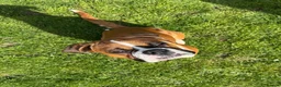 Boxer dogs for sale: Male Boxer Needs a New Home in Hull - Advert 8