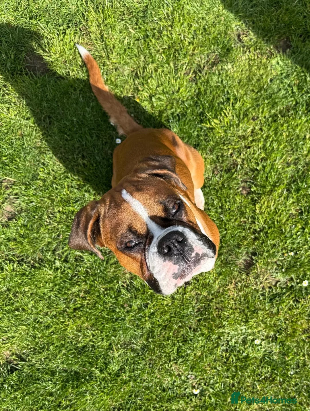 Boxer dogs for sale: Male Boxer Needs a New Home in Hull - Advert 8