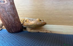 Bearded Dragon reptiles for sale: Bearded dragon  - Image 3