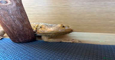 Bearded Dragon reptiles - Advert 15