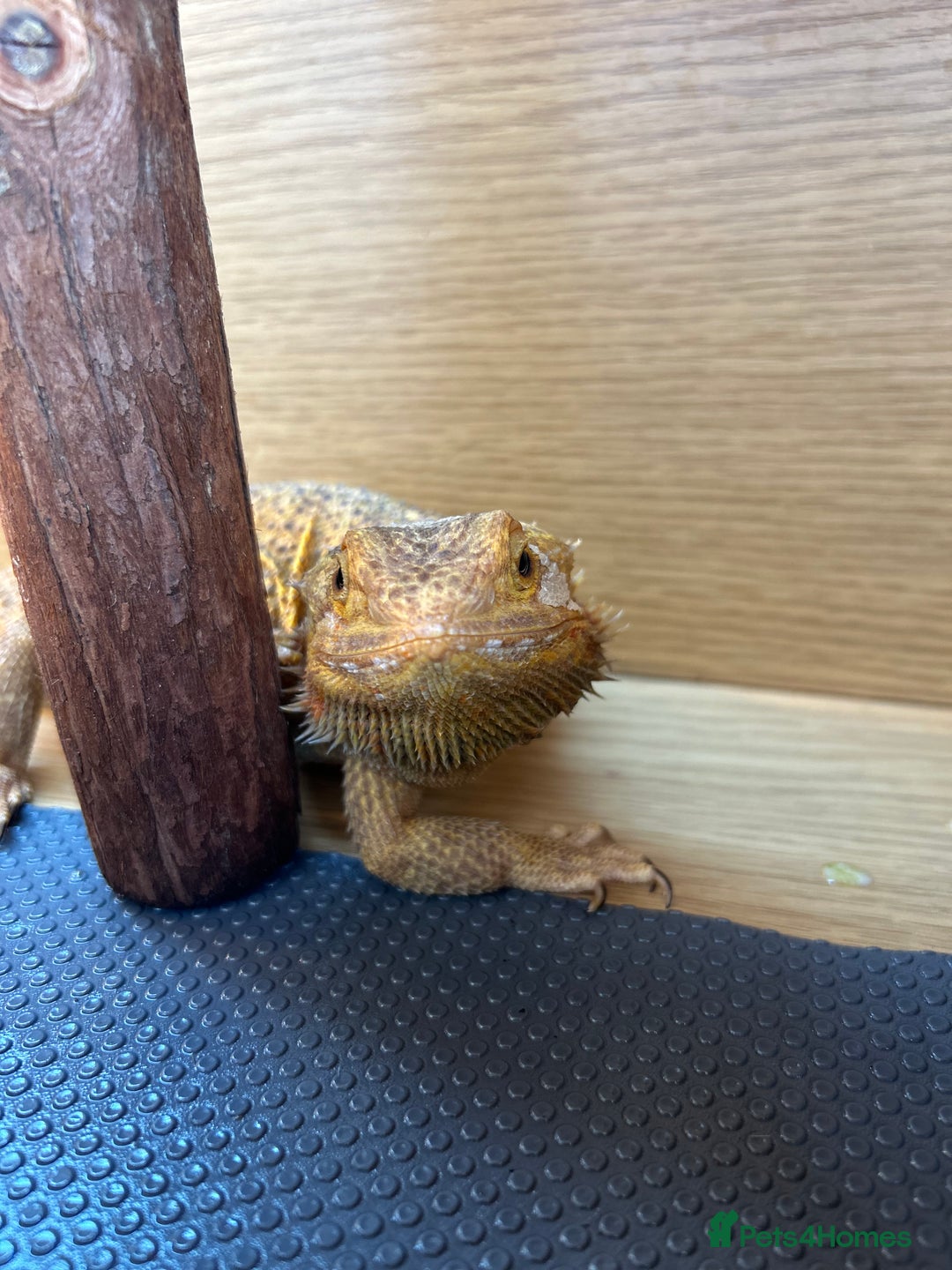 Bearded Dragon reptiles for sale: Bearded dragon  - Image 3