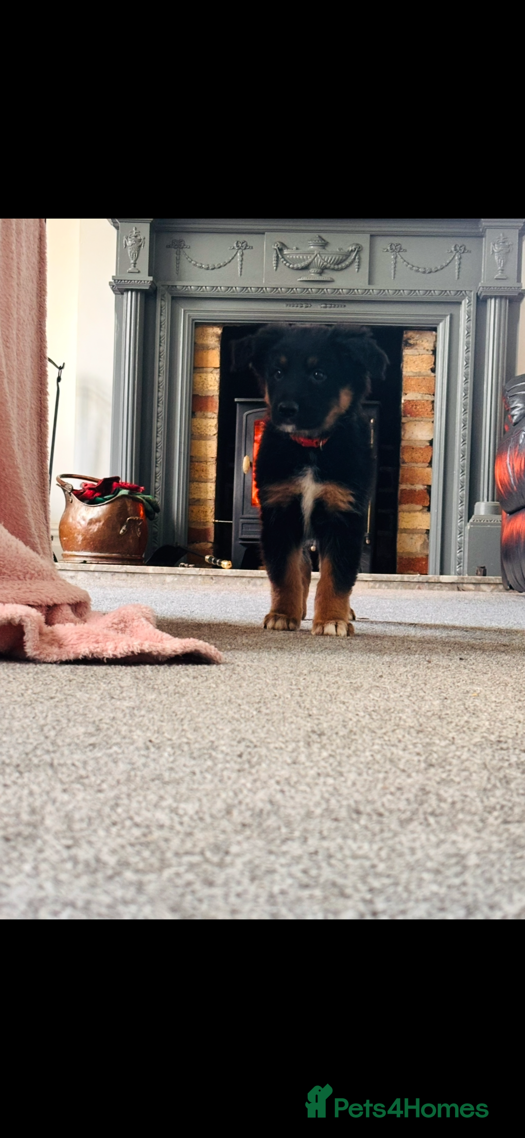 Mixed Breed dogs for sale: 🐾 Beautiful Shollie Pups - Ready Now 🐾 - Advert 11