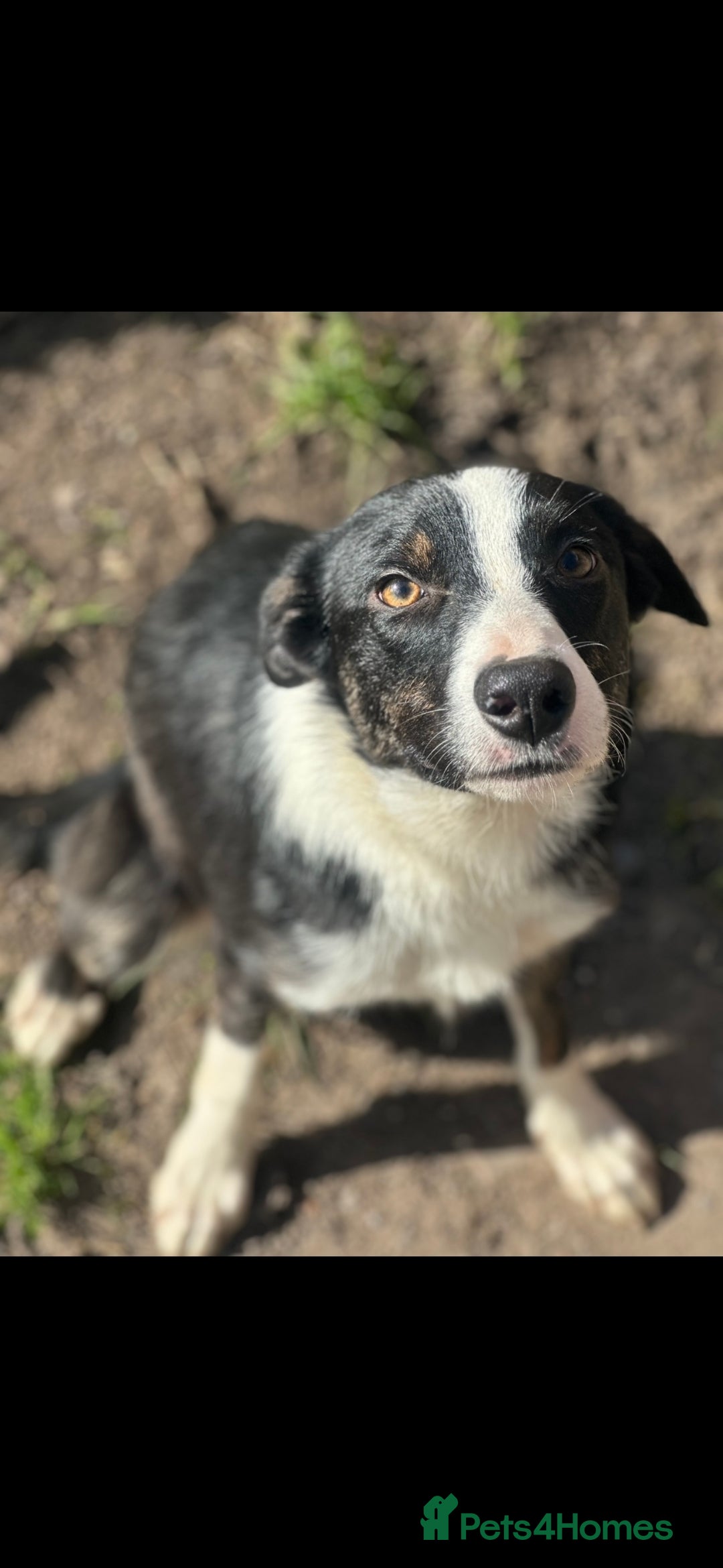 Mixed Breed dogs for sale: 🐾Border Collie x Blue Heeler/Ridgeback Pups🐾 - Advert 10